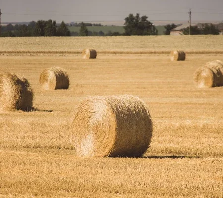 depositphotos_290541612-stock-photo-big-bales-hay-field-rolls